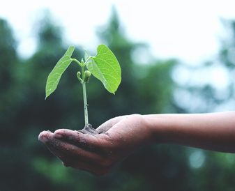 person holding a green plant 1072824 111933569794