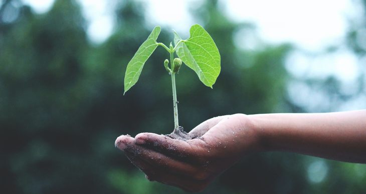 person holding a green plant 1072824 111933570005